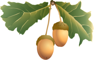 Acorn PNG image, free, acorns-737